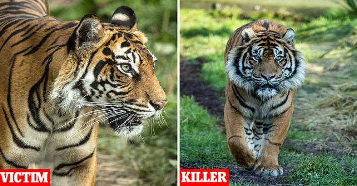 نمر يقتل شريكته في أول لقاء بحديقة حيوان لندن